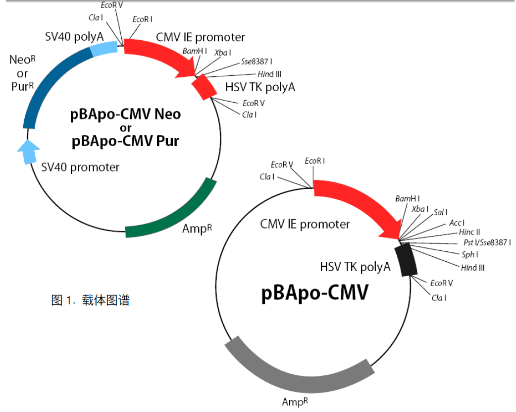 pBApo-CMV-Pur载体图谱